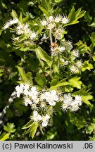 Crataegus meyeri (głóg Meyera)