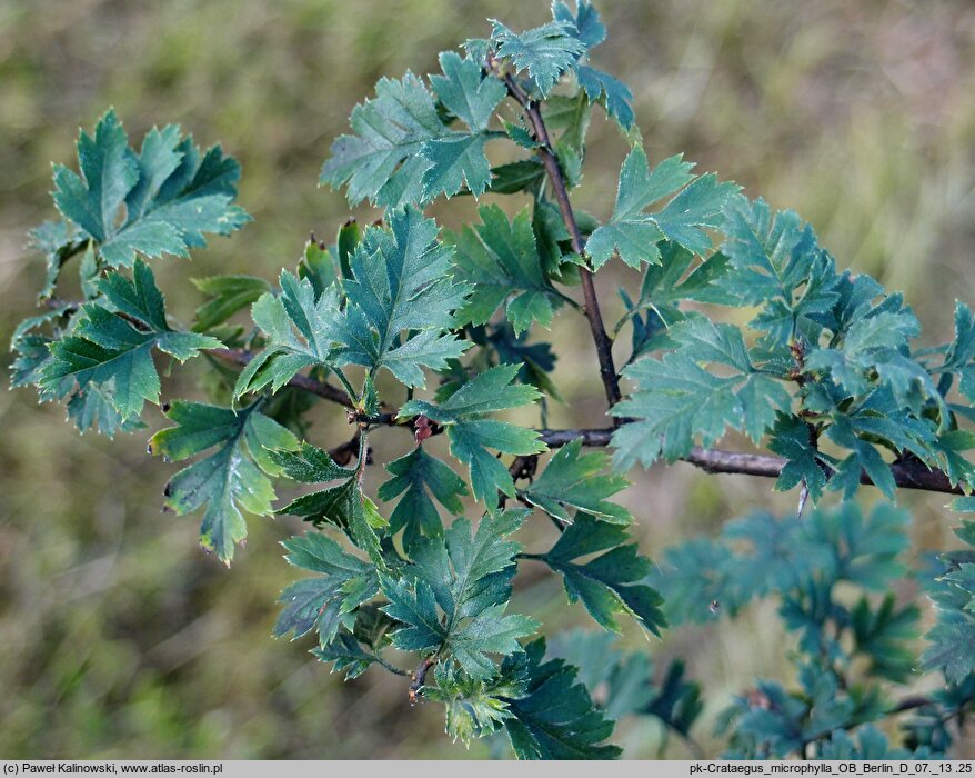 Crataegus microphylla