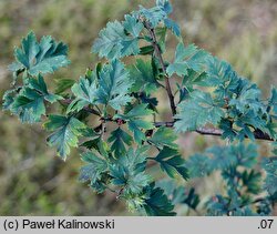 Crataegus microphylla