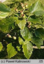 Crataegus mollis (głóg miękki)