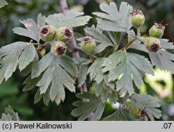 Crataegus orientalis (głóg wschodni)