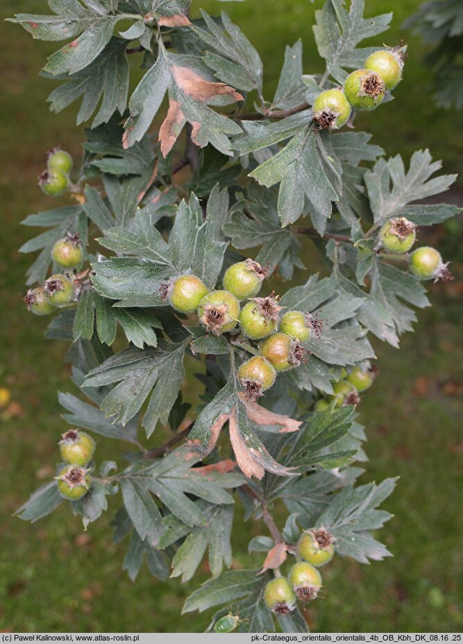 Crataegus orientalis (głóg wschodni)