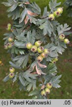 Crataegus orientalis (głóg wschodni)