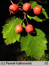 Crataegus pedicellata (głóg szypułkowy)