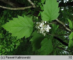 Crataegus pedicellata (głóg szypułkowy)