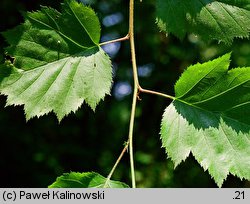 Crataegus pedicellata (głóg szypułkowy)