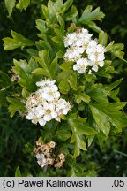 Crataegus pinnatifida (głóg pierzastolistny)