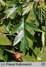 Crataegus pinnatifida (głóg pierzastolistny)