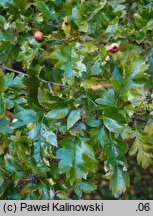 Crataegus pinnatifida (głóg pierzastolistny)