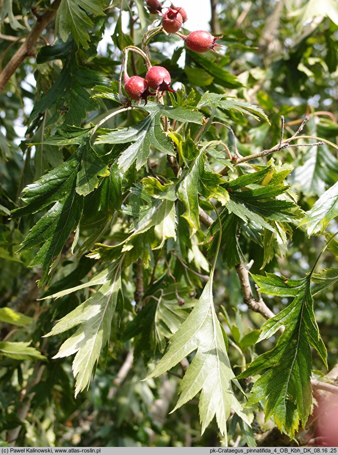 Crataegus pinnatifida (głóg pierzastolistny)