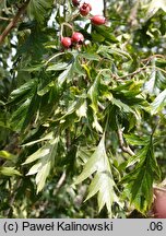 Crataegus pinnatifida (głóg pierzastolistny)