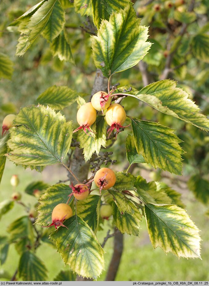 Crataegus coccinea var. pringlei (głóg Pringle'a)