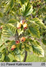 Crataegus coccinea var. pringlei (głóg Pringle'a)