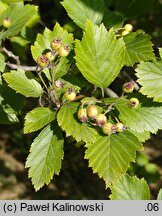 Crataegus coccinea var. pringlei (głóg Pringle'a)