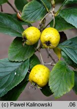 Crataegus punctata Aurea