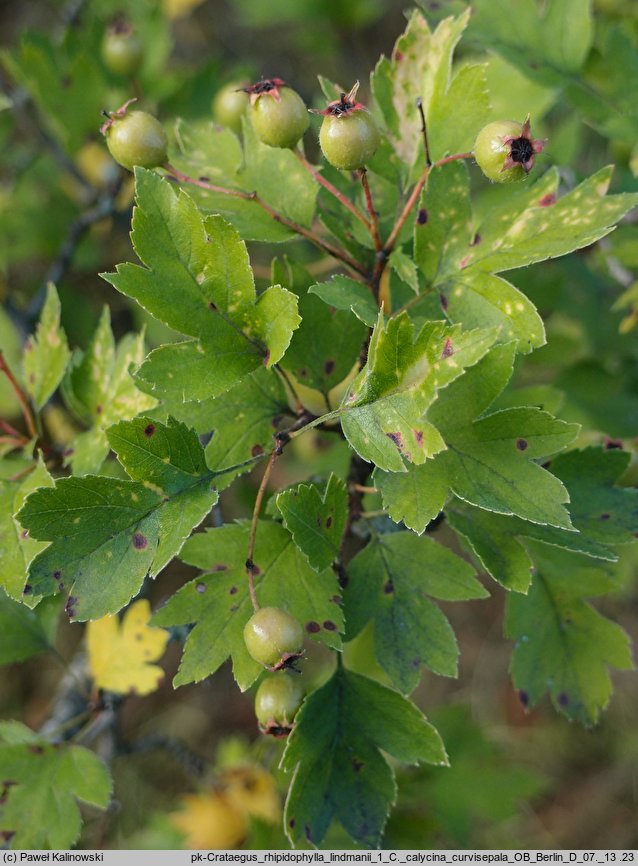 Crataegus rhipidophylla var. lindmanii (głóg odgiętodziałkowy odm. Lindmana)