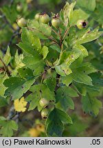 Crataegus rhipidophylla var. lindmanii (głóg odgiętodziałkowy odm. Lindmana)