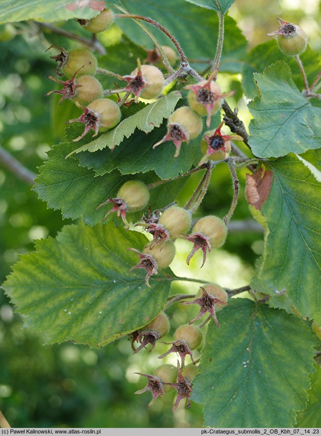 Crataegus submollis (głóg owłosiony)