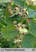 Crataegus submollis (głóg owłosiony)