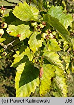 Crataegus submollis (głóg owłosiony)