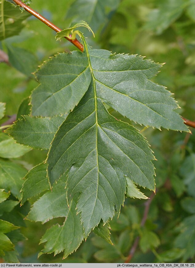 Crataegus wattiana