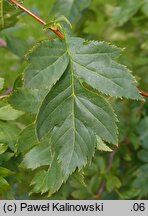 Crataegus wattiana