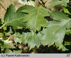 Crataegus wattiana