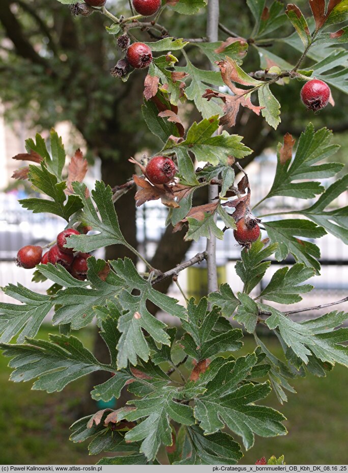 Crataegus ×bornmuelleri