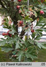 Crataegus ×bornmuelleri