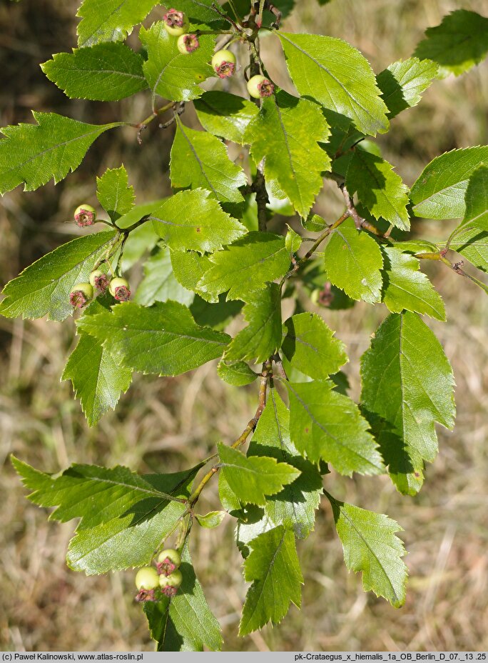 Crataegus ×hiemalis