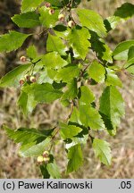 Crataegus ×hiemalis