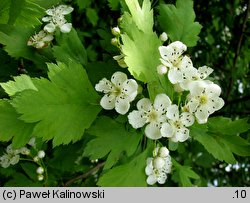 Crataegus laevigata (głóg dwuszyjkowy)