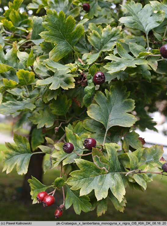 Crataegus ×lambertiana