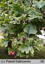 Crataegus ×lambertiana