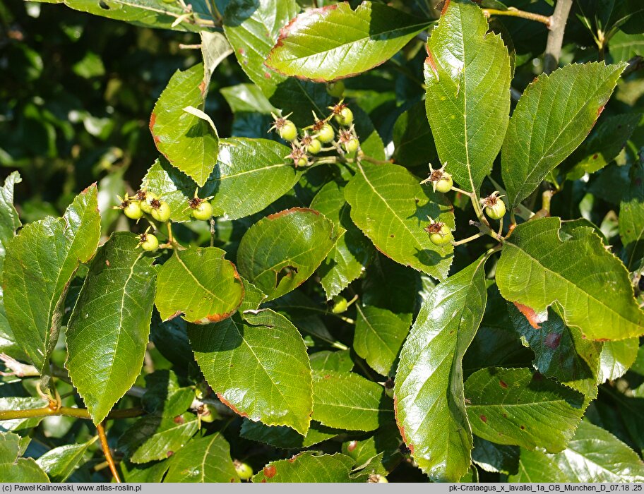 Crataegus ×lavallei (głóg Lavallego)