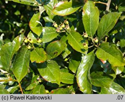 Crataegus ×lavallei (głóg Lavallego)