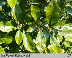 Crataegus ×lavallei (głóg Lavallego)