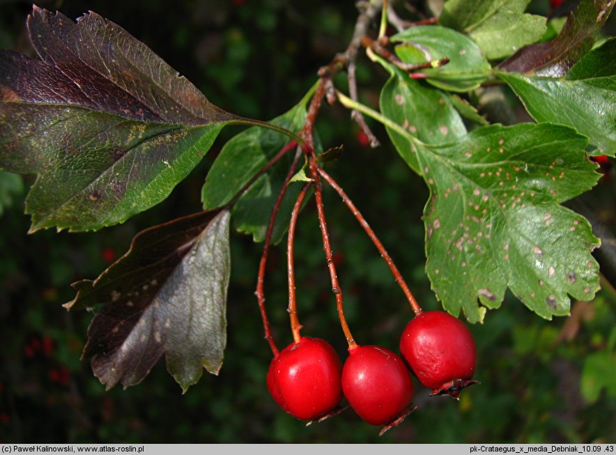 Crataegus ×media (głóg pośredni)