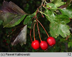 Crataegus ×media (głóg pośredni)