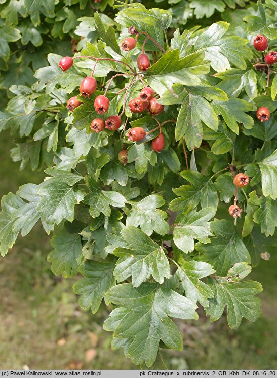 Crataegus ×rubrinervis