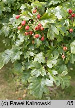 Crataegus ×rubrinervis