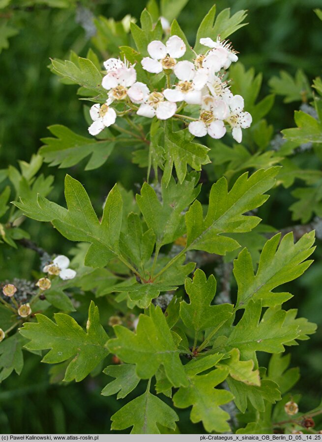 Crataegus ×sinaica