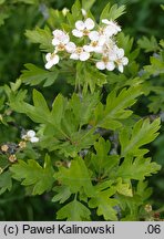 Crataegus ×sinaica