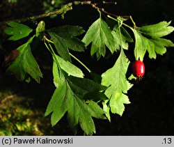 Crataegus ×kyrtostyla (głóg nierównoząbkowy)