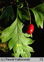 Crataegus ×kyrtostyla (głóg nierównoząbkowy)