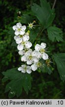 Crataegus ×kyrtostyla (głóg nierównoząbkowy)