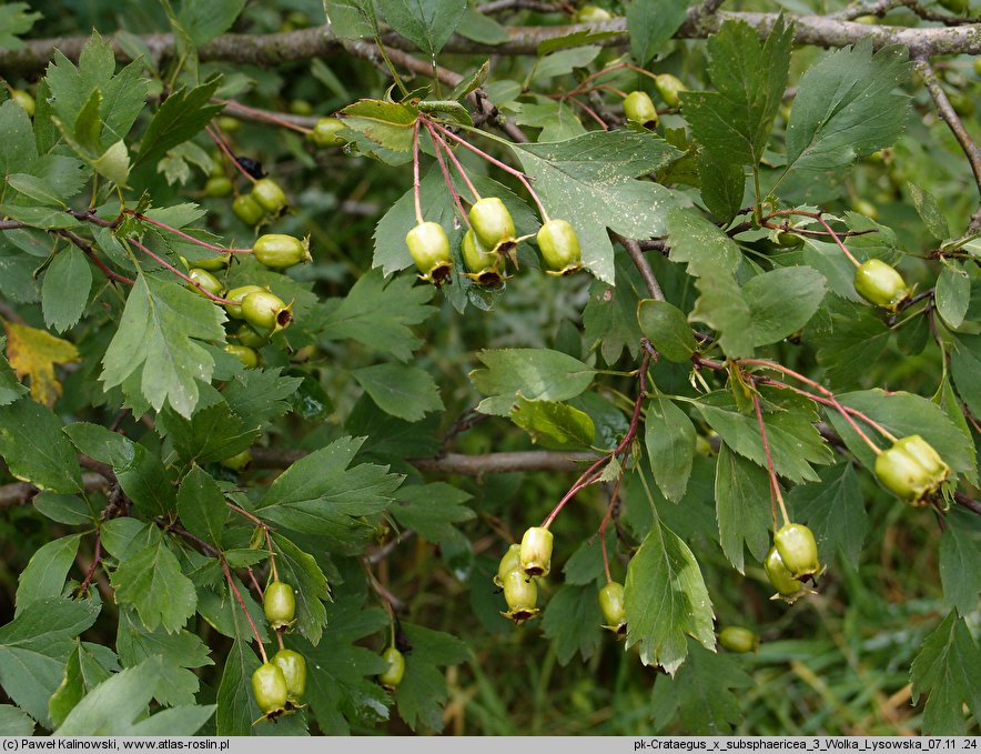 Crataegus ×kyrtostyla (głóg nierównoząbkowy)