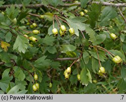 Crataegus ×kyrtostyla (głóg nierównoząbkowy)