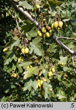 Crataegus ×kyrtostyla (głóg nierównoząbkowy)