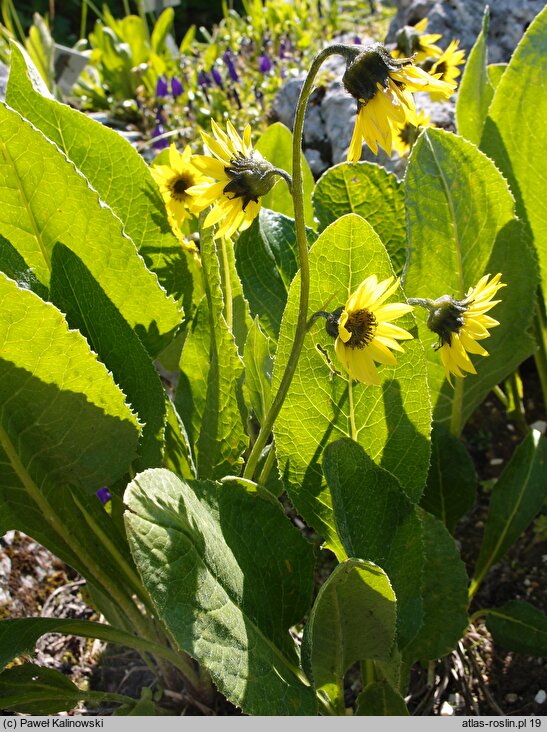 Cremanthodium delavayi